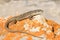 Dalmatian wall lizard