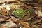 Dalmatian wall lizard mating on the forest floor