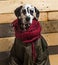 Dalmatian wrapped in scarf and coat in front of wooden backgroun