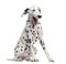 Dalmatian yawning, sitting, isolated