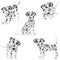 Dalmatians, cute, sad. Vector Illustration. Portrait of Dalmatian Puppy. Dog isolated.