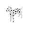 Dalmatians dog icon, isometric 3d style