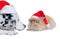 Dalmatians sniffing rabbit in the Santa hat.