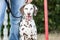 dalmatien adult dog