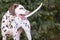 Dalmatien adult dog