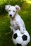 Dalmatin white puppy dog play with soccer football ball