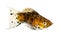 Dalmation Balloon Sailfin Molly Poecilia latipinna aquarium fish