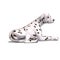 Dalmation Dog