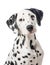 Dalmation dog portrait