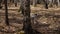 Dalmation dog running with a piece of wood on a field. Dalmatian dog with a stick, slow motion