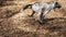 Dalmation dog running with a piece of wood on a field. Dalmatian dog with a stick, slow motion