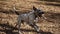 Dalmation dog running with a piece of wood on a field. Dalmatian dog with a stick, slow motion