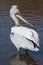 Dalmation Pelican