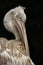 Dalmation Pelican
