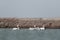 Dalmation Pelican Flock  seen at waterbody near  Jamnagar,Gujarat,India