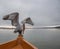 Dalmation Pelican in Mating colours