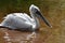 Dalmation pelican pelacanus crispus