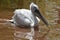 Dalmation pelican pelacanus crispus