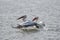 Dalmation Pelican taking off  seen at waterbody near  Jamnagar,Gujarat,India