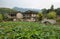 Dam full plants i in Furong (Hibiscus) ancient village