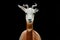 Dama gazelle, addra gazelle, or mhorr gazelle, Nanger dama, detail portrait with horn. Animal from Africa. Close-up portrait of fa