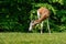 Dama gazelle, Gazella dama mhorr or mhorr gazelle is a species of gazelle