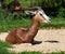 Dama gazelle, Gazella dama mhorr or mhorr gazelle is a species of gazelle