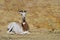 Dama gazelle lying on ground