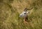 Dama gazelle lying in tall grasses