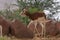 A Dama or Mhorr Gazelle at the Al Ain Zoo Nanger dama mhorr