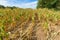 Damage in agriculture dried corn plants in summer