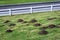 Damage done by pests, dirt mole hills in a farmâ€™s grass pasture, white fence and asphalt drive in the background