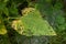 Damage on the leaves of young sunflowers