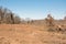 Damage in nature after bulldozing trees out