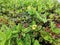 Damage symptom on leaves of ixora plant