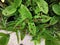 Damage symptom on leaves of ixora plant