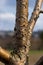 Damage to a branch of a fruit tree. Spring work in the garden. Caring for fruit trees in the spring