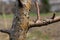 Damage to a branch of a fruit tree. Spring work in the garden. Caring for fruit trees in the spring