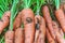 Damage to carrots caused by the larva of the carrot fly. Protect the pests of the garden