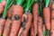 Damage to carrots caused by the larva of the carrot fly. Protect the pests of the garden