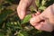 Damage to a garden plant from a water loss and leaf curl virus