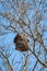 Damaged Asian hornet nest on tree