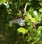 Damaged Australian Male Richmond Bird-wing Butterfly