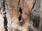 Damaged bark of a tree from a woodpecker. Pine. Background