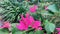 Damaged Bougainvillea flower bracts, from being eaten by caterpillars or ants