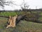 Damaged broken tree by hurricane wind after storm