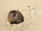 Damaged coconut burried in the sand