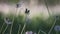 Damaged Common Dandelions Taraxacum Officinale moving on the wind in the grass close up