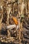 Damaged corn crop in field