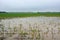 Damaged Corn Crop from Flooding